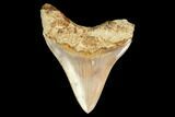 Serrated, Fossil Megalodon Tooth - Indonesia #149834-1